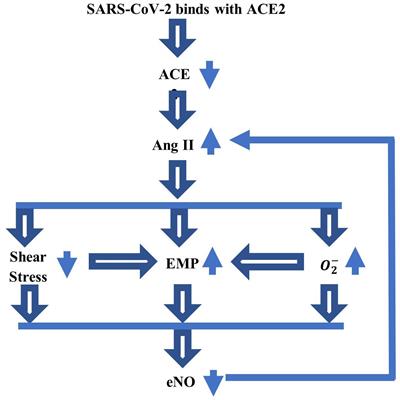 Modeling NO Biotransport in Brain Using a Space-Fractional Reaction-Diffusion Equation